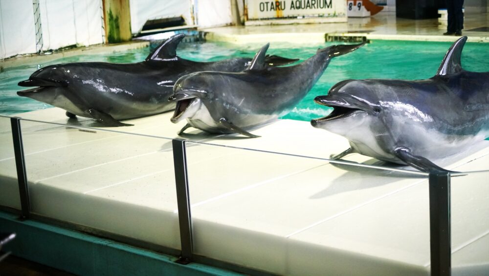 おたる水族館は怖い ペンギンやアザラシ 海獣ショー が人気 彡モーレツ女子旅部